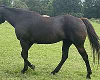flashy-quarter-horse