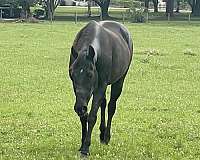 halter-quarter-horse