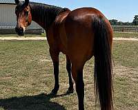 all-around-quarter-horse