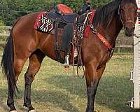 athletic-quarter-horse