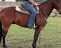 barrel-quarter-horse