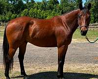 beginner-quarter-horse