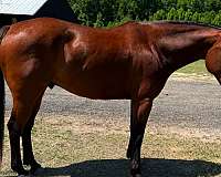 cutting-quarter-horse