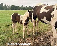 heart-shape-on-right-side-horse