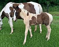 dam-spotted-saddle-horse