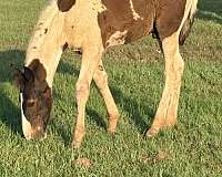 tobiano-heart-shape-on-right-side-horse