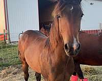 quarter-horse-filly