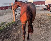 quarter-horse-for-sale