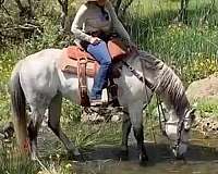 all-around-quarter-horse