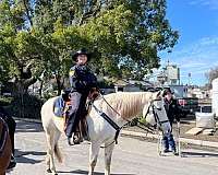 athletic-quarter-horse