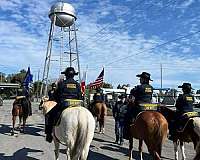 calf-roping-quarter-horse