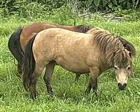 miniature-horse-for-sale