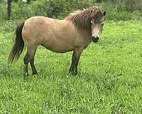 miniature-mare