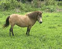 miniature-horse