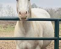 appaloosa-gelding