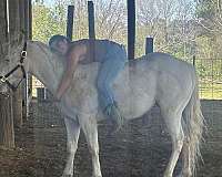 appaloosa-horse-for-sale
