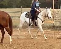 appaloosa-horse