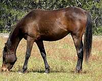 half-arabian-horse