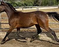 half-arabian-gelding