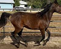half-arabian-horse-for-sale