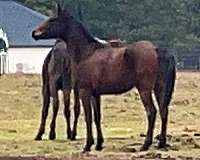 cross-arabian-horse