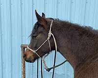 gelding