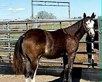 black-with-full-white-blaze-hind-stockings-horse