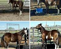 breeding-prospect-paint-horse