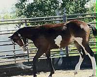 lots-of-class-paint-horse