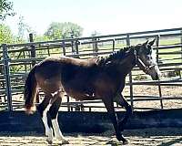 shiny-paint-horse