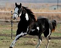 black-with-full-white-blaze-hind-stockings