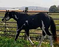 pleasure-bred-paint-horse