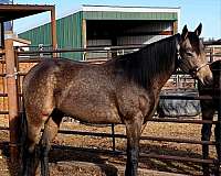 apha-black-colt