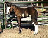blue-max-colt