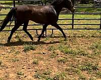 bay-all-around-horse