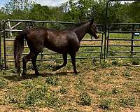 bay-barrel-horse