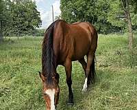blaze-hind-sock-horse
