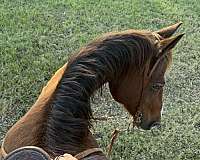 racehorse-draft-horse