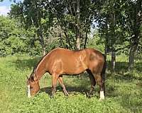 bay-blaze-hind-sock-horse