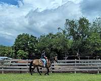 registered-mare-quarter-horse
