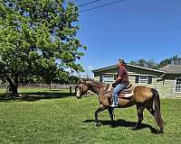 quarter-horse