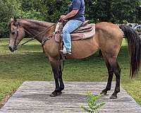 aqha-quarter-horse