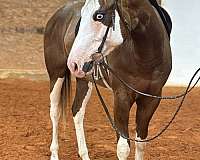 white-apha-aqha-colt-gelding