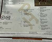 lesson-colt-gelding