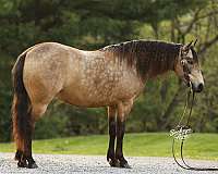 all-around-quarter-pony