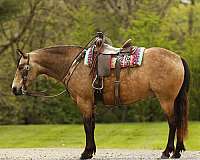 athletic-quarter-pony