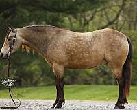 buckskin-dappled-pony