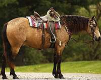 beginner-quarter-pony