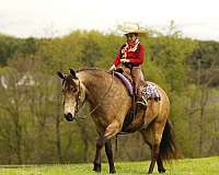companion-quarter-pony