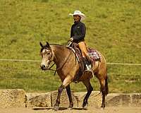 flashy-quarter-pony